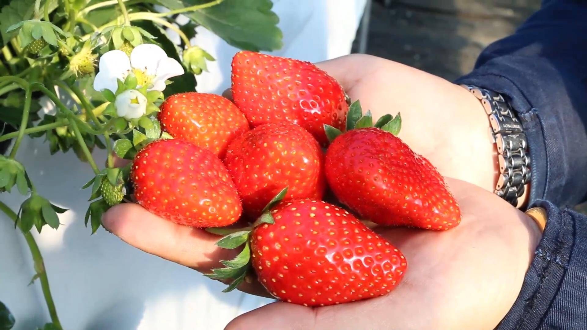 济南：尝“鲜”正当时！头茬草莓成熟上市