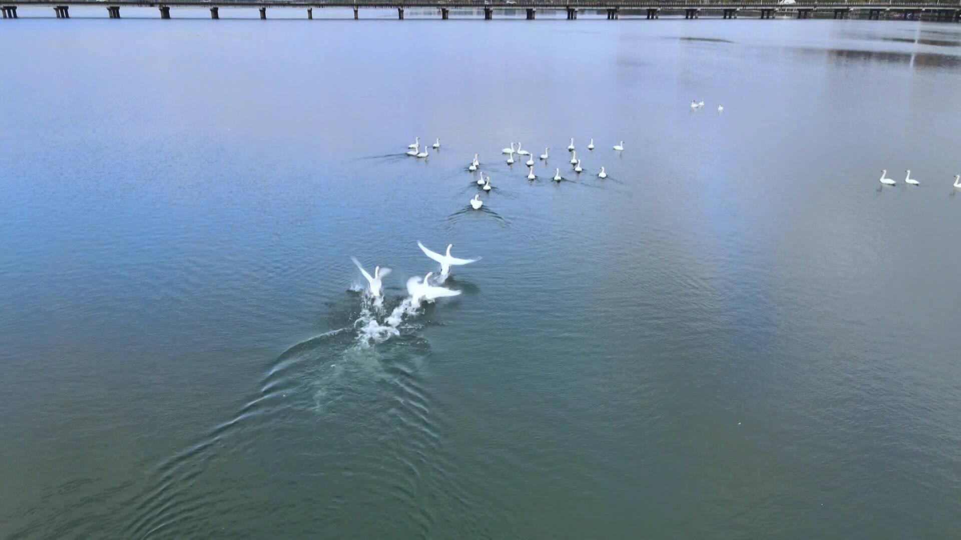 沂河变身“天鹅湖”！数百只白天鹅“做客”沂水