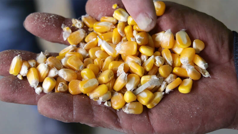 保障种粮户基本收益 武城县玉米“保险+期货”项目入选第三届全球减贫案例