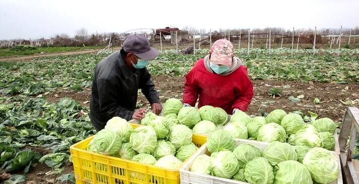 岱岳区夏张镇时令蔬菜喜丰收 供应市民“菜篮子”