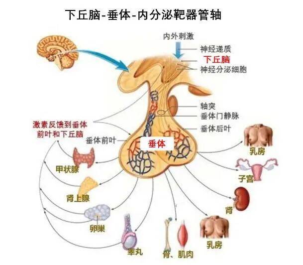 矢状轴冠状轴图解图片