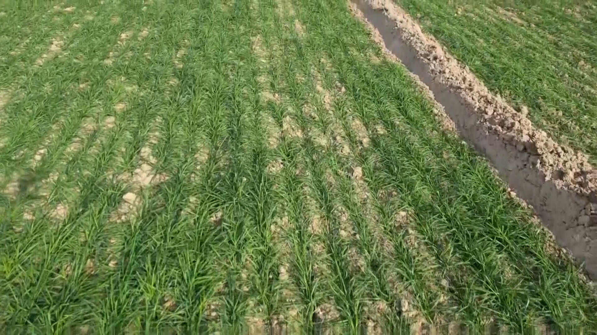 平原：应对寒潮天气 农业专家为冬小麦“把脉开方”