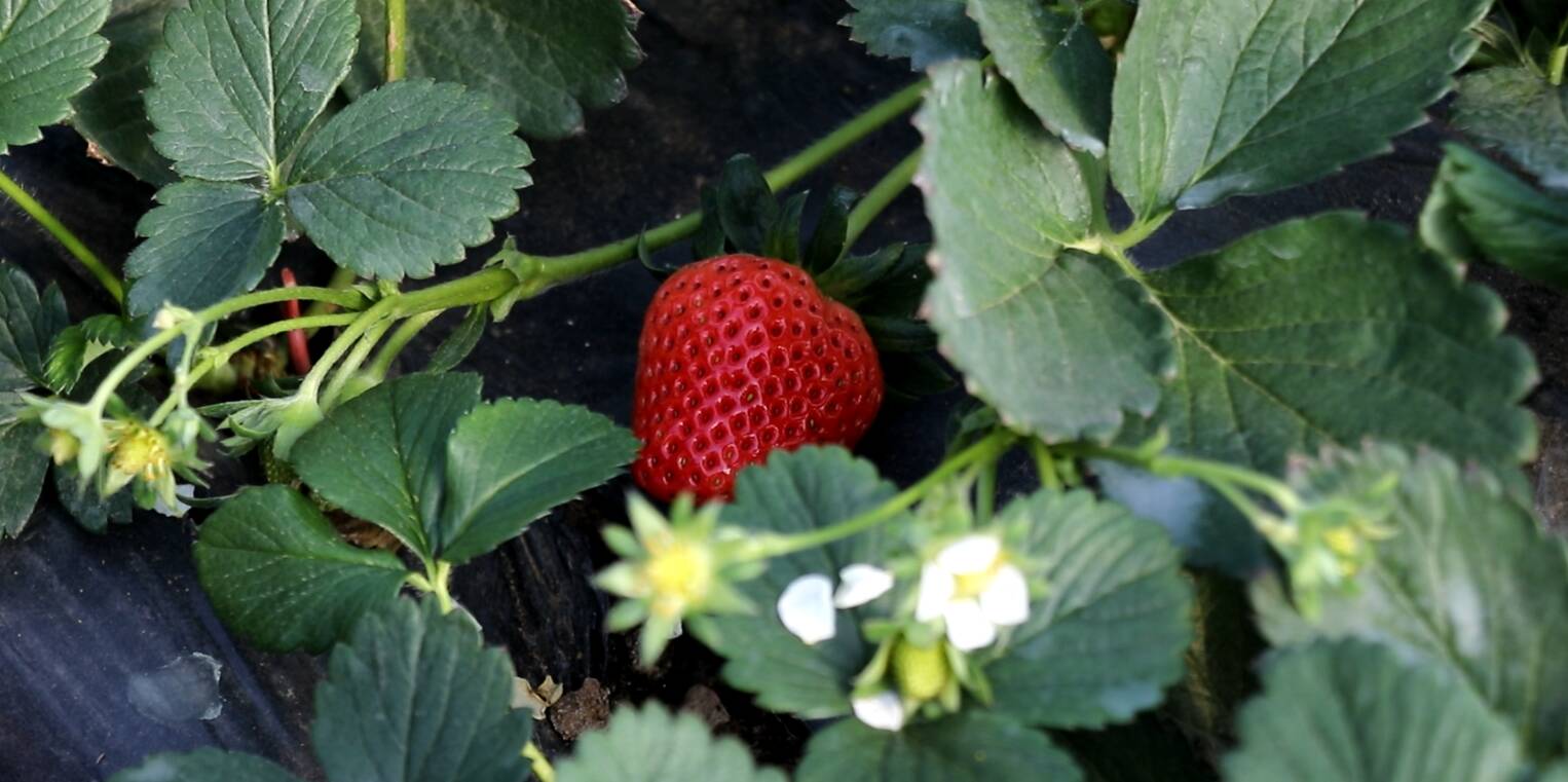 枣庄市市中区孟庄镇：1000多亩草莓长成农民致富果
