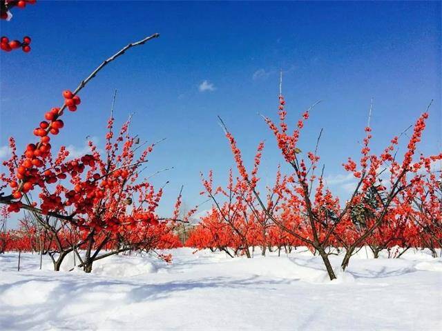 冬日里的一抹暖色威海桥头镇北美冬青傲雪而立