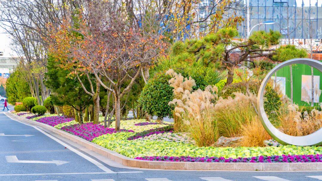 日照精心打造多彩花境绘就港城冬日画卷