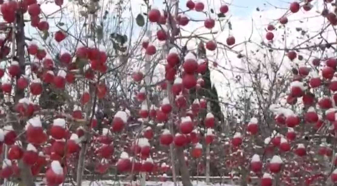 棲霞：初雪里的紅蘋果 個頭更大 糖度更高