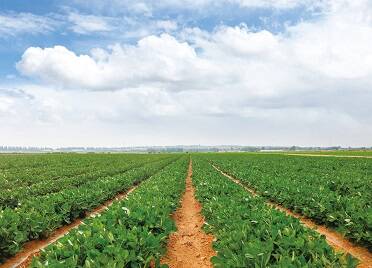 烟台：扶农助农 以产业振兴推动乡村振兴