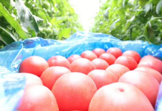 “柿”不可挡 ！临邑宿安：2000亩西红柿迎丰收 日供15万斤守护群众“菜篮子”