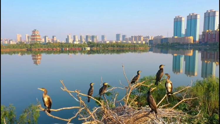 菏泽成武：打造宜居水韵新城 吸引210多种鸟类栖息文亭湖