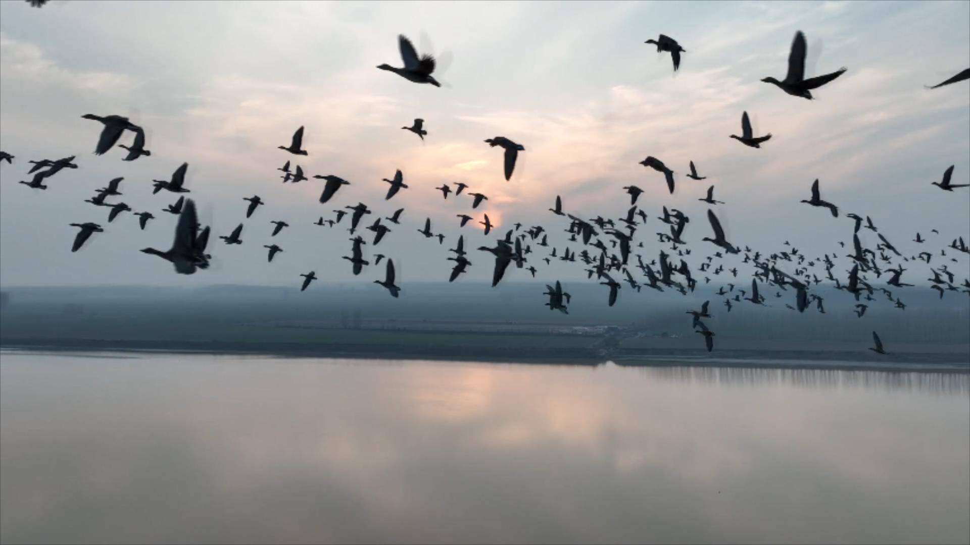 聊城市东阿县：良好黄河生态引来数千候鸟云集