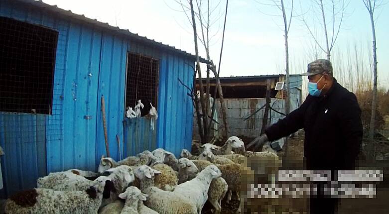 潍坊市坊子区：羊群“离家出走” 民警出手相助“送羊回家”