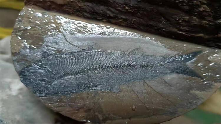 东营：钻井跨出界  发现鱼化石