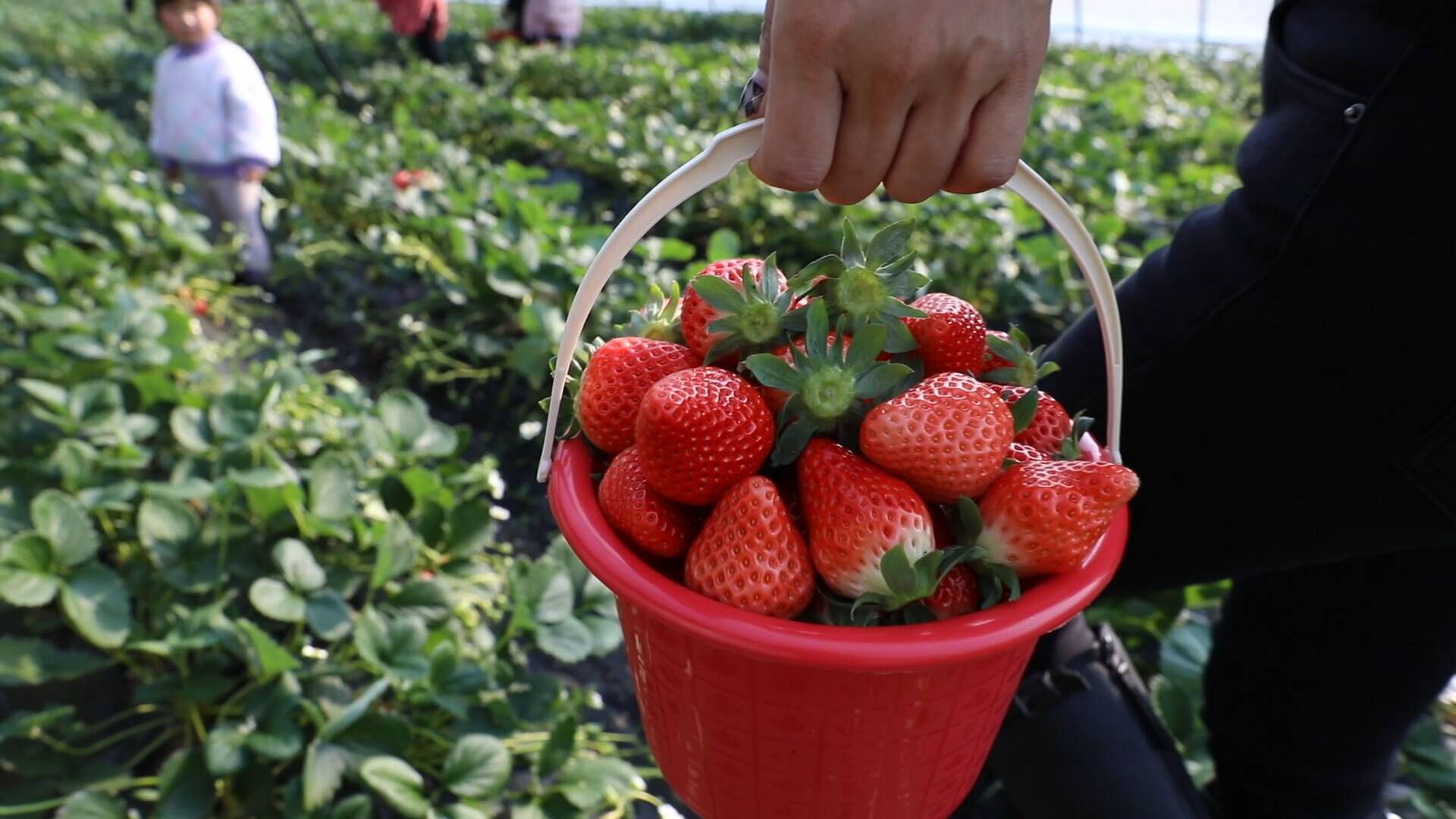市民冬日采摘乐享“莓”好时光！临沂河东14个大棚草莓集中上市