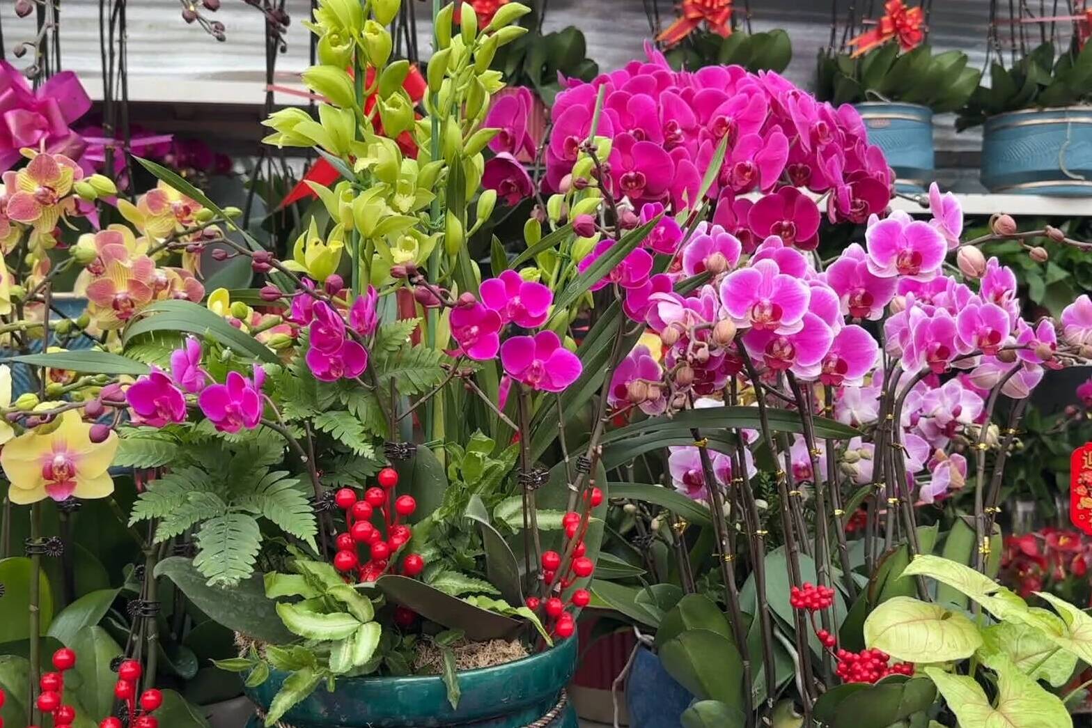 春节将至鲜花热销 德州花卉市场迎来销售“暖春”