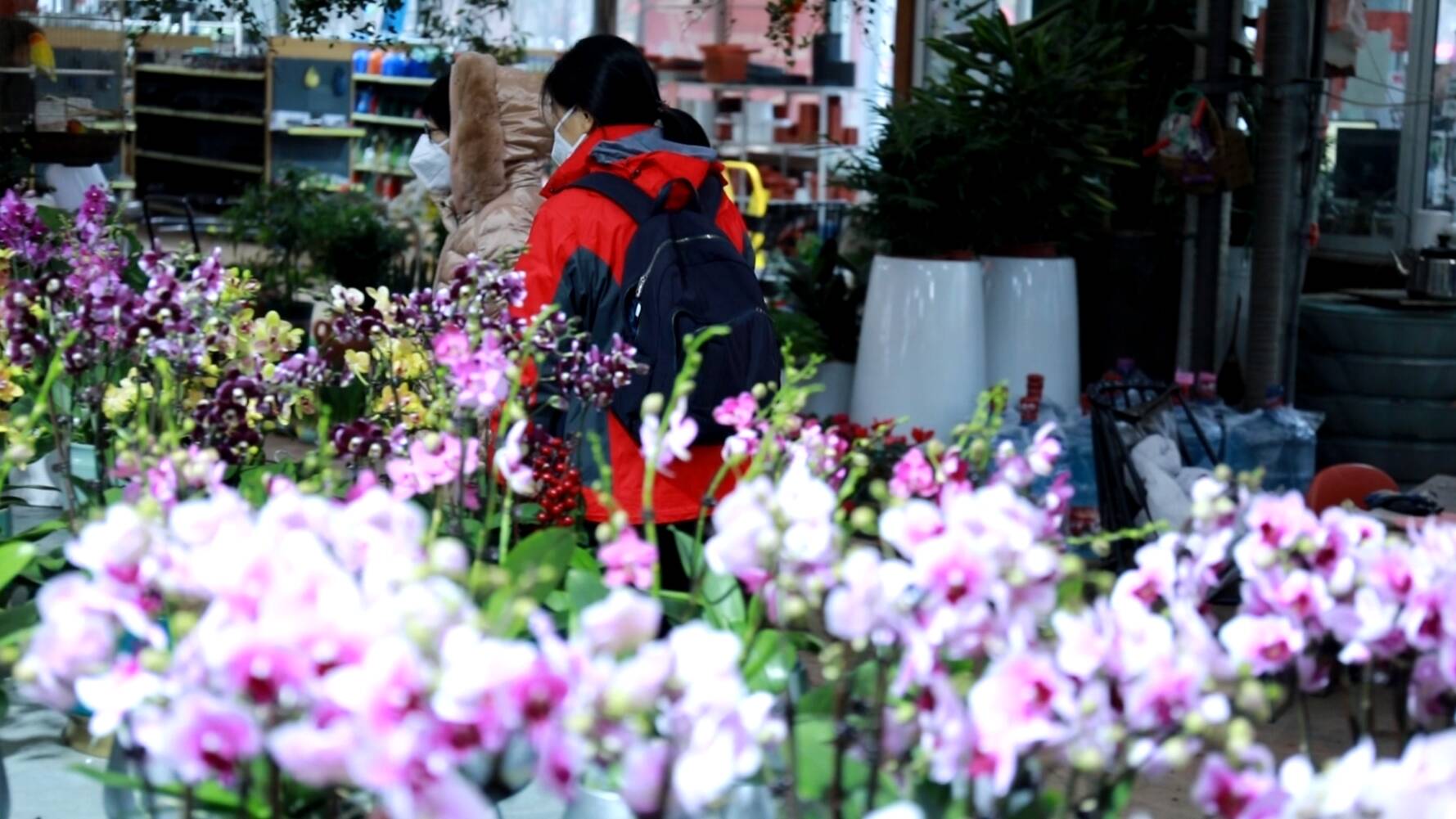 东营：迎新春贺新年 花卉市场购销两旺