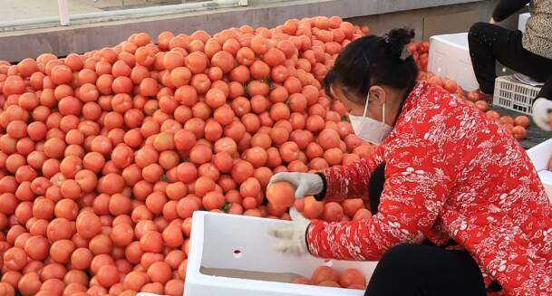 每天两万多斤西红柿销往全国，枣庄峄城保障春节市民“菜篮子”