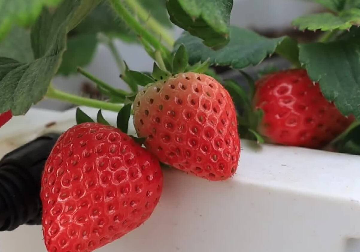 枣庄峄城大棚草莓色泽诱人喜丰收