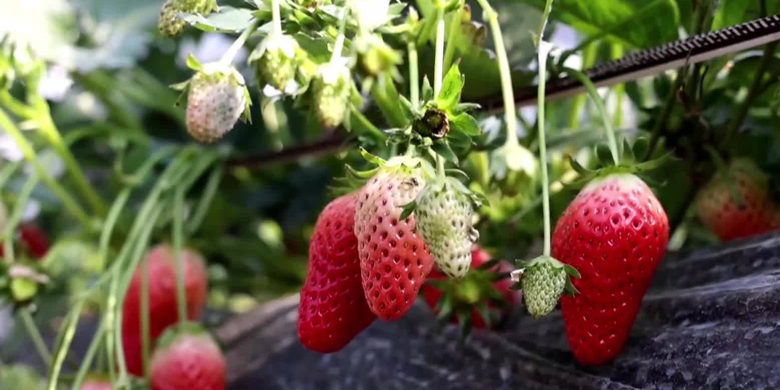 滕州：草莓园里果飘香 市民忙采摘