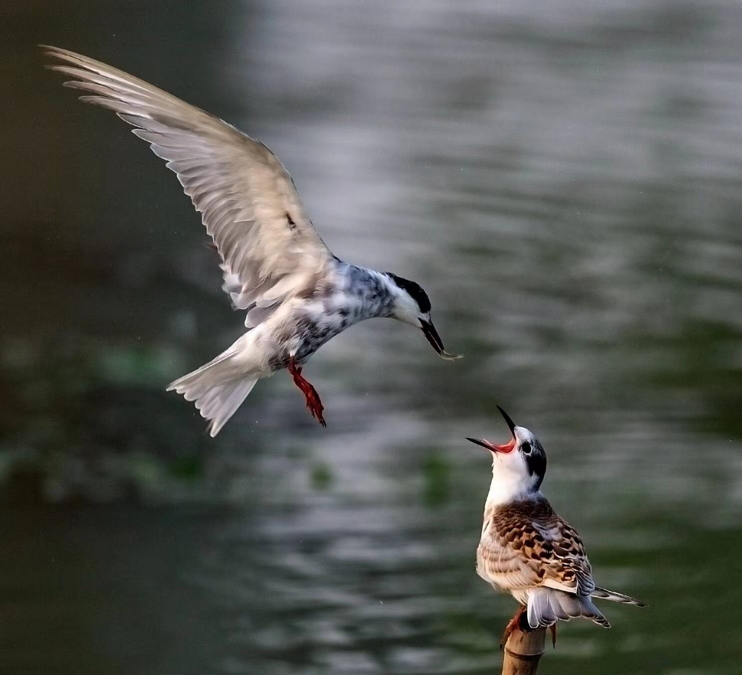 枣庄龙潭公园群鸟“翩翩起舞” 绘就秀美生态画卷