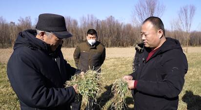 菏泽牡丹区：农业专家把“麦”问诊到田间