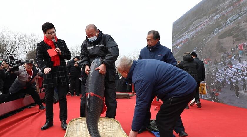 头鱼重97.6斤！2023济宁第八届太白湖捕鱼节开幕
