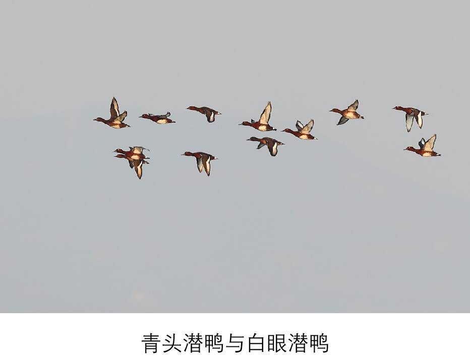 第27个世界湿地日丨汶水湿地美 鸭雀群翩飞