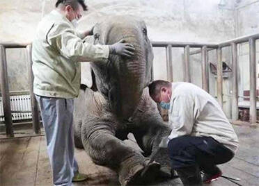 萌宝驾到！济南动物园大象“美甲”记