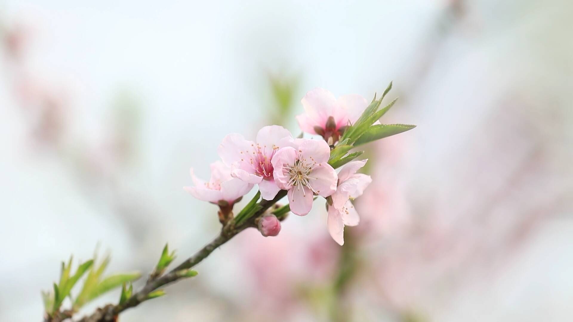 郯城：桃花朵朵开 春意满枝头