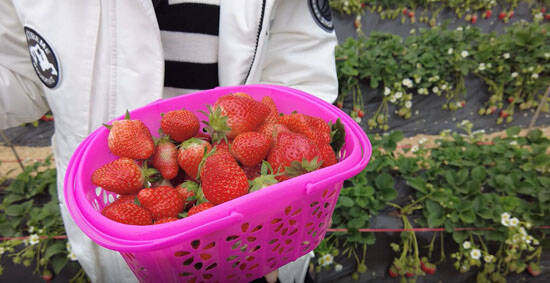 摘草莓，吃草莓了！邹平西董南石村的草莓熟了