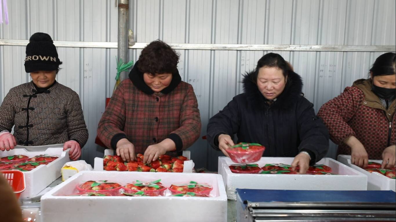 郯城：万亩草莓果飘香 种出乡村“致富经”