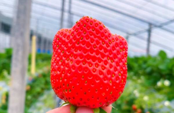 潍坊：天气转暖“采摘游”升温 草莓成熟引客来