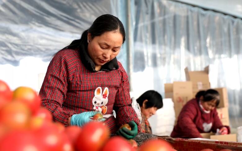品牌、营销“双驱动”！昌乐这个村的西红柿一年卖了5500万元