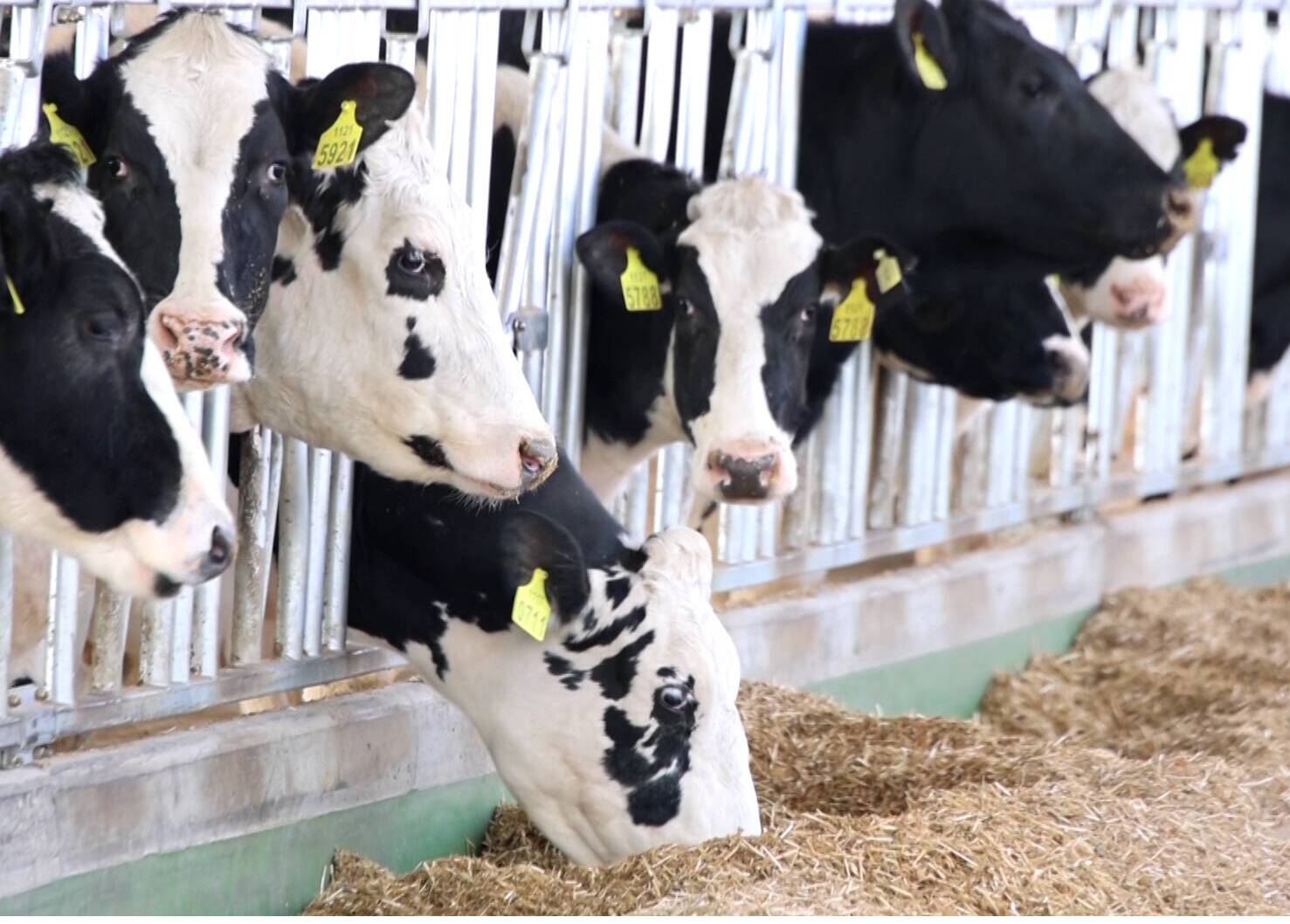 齐河：打造奶牛养殖产业集群 龙头引领开出“共同富裕花”