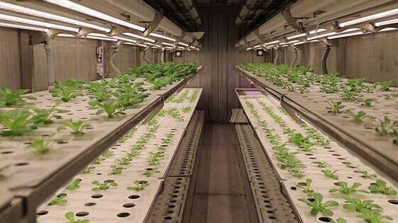 集装箱里的“春耕”  一个40尺的移动植物工厂可种5000株叶菜 产量相当于两亩地