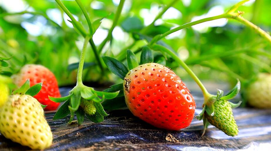 邹城：引入数字化智能管理系统 让草莓增产农民增收