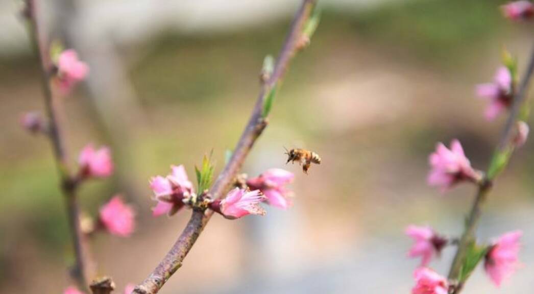 我们的新时代丨大棚桃花开蜜蜂打工来