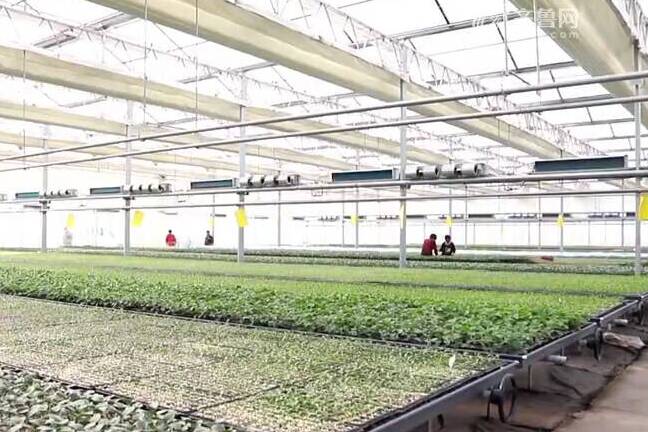 【山东新闻联播】德州：小种苗走向国际大市场 揽获500万株外贸订单