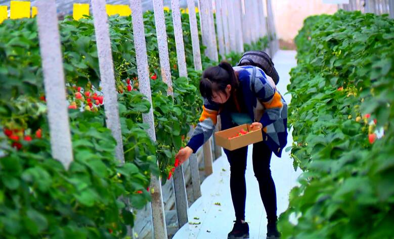 潍坊：长在架子上的“红果果”能卖到60多元一斤 优质农品强势带动农民增收