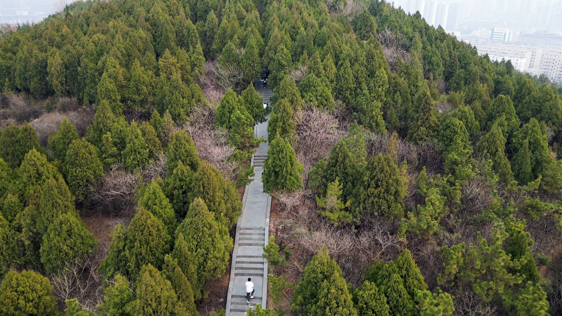 航拍枣庄薛城临山公园 绿树葱茏春意盎然