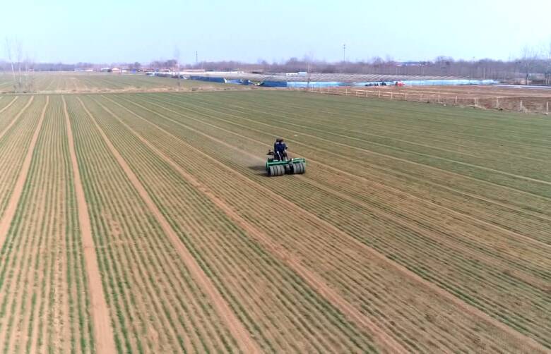 潍坊：春耕春管有保障 512万亩小麦丰产底气足