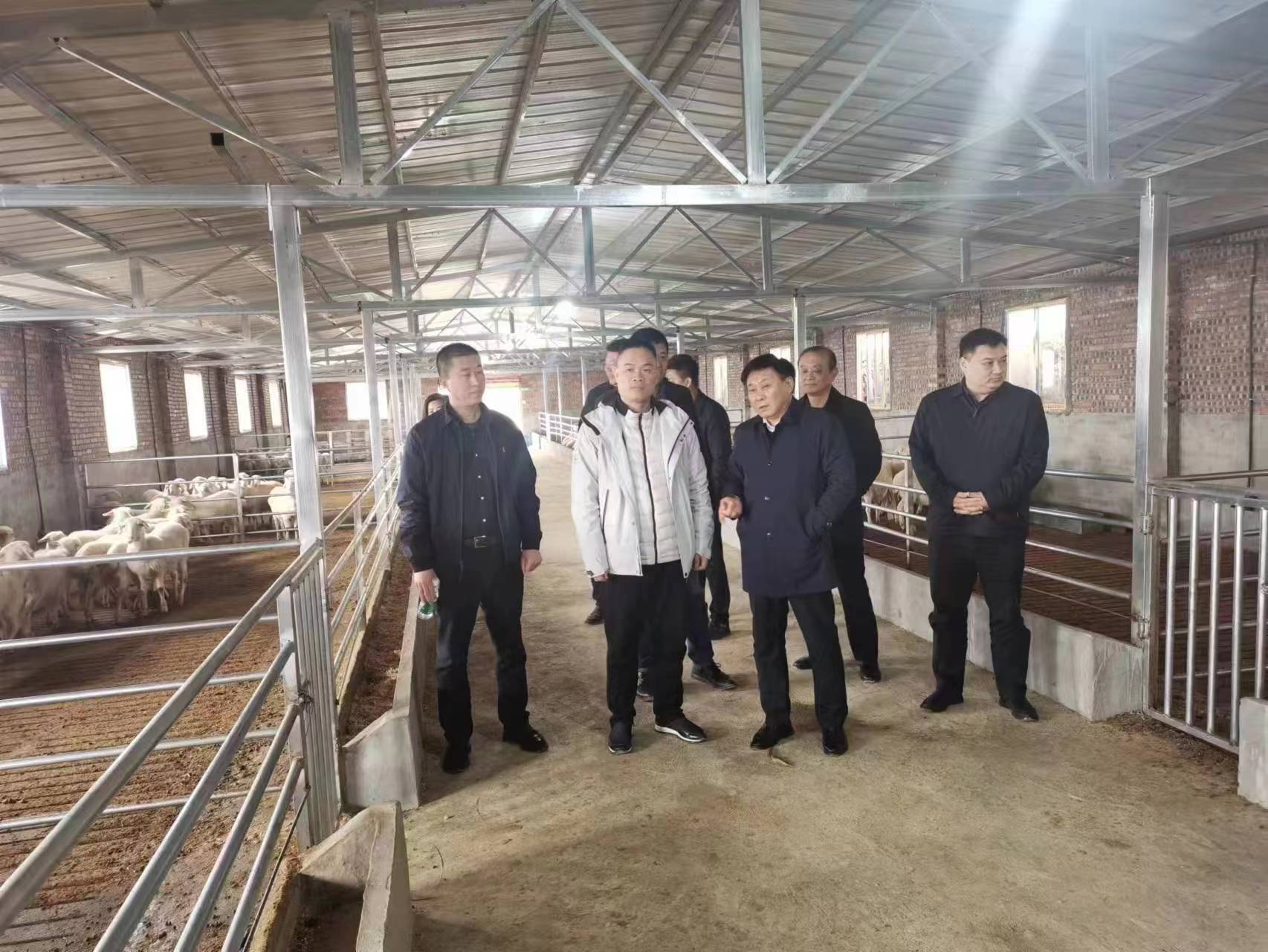 萬頭山東肉牛鞏固脫貧攻堅成果 渝魯協作“春雨行動”走進奉節