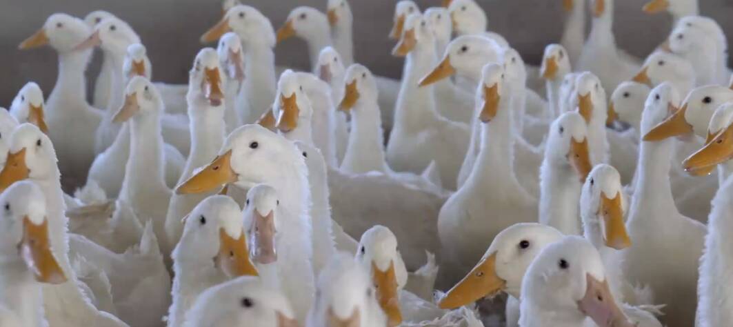 济南高新区一企业突破瓶颈 保障肉鸭从“种子”到“筷子”的品质安全
