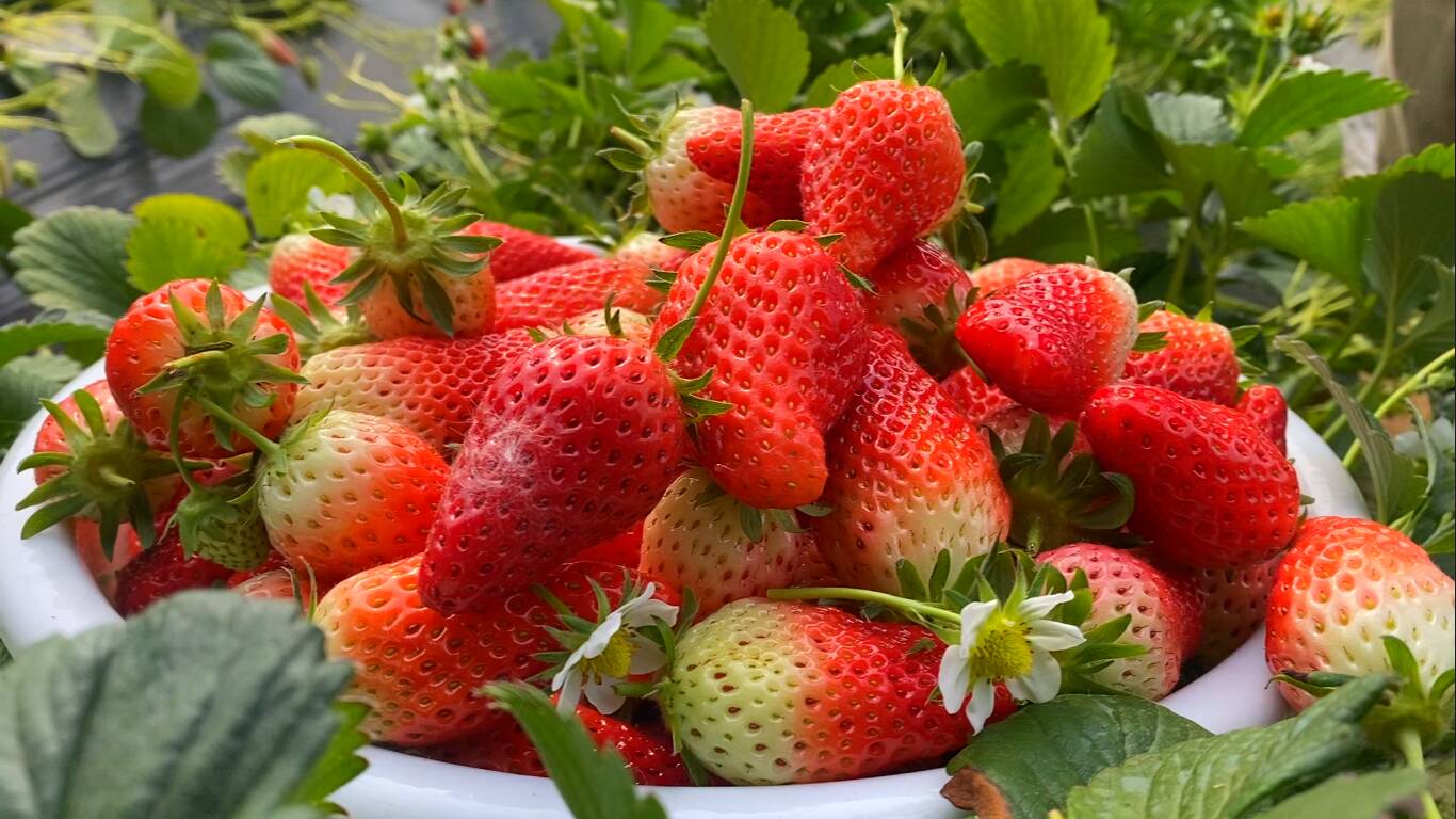 【记者见闻】奔赴“莓”好香甜之旅 感知“泉水草莓”的十足魅力