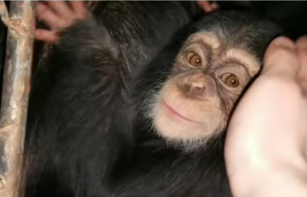 济南动物园小黑猩猩“柒仔”去世
