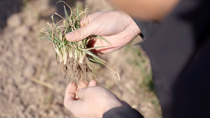 滨州农技专家深入麦田支招小麦返青期病虫害防控