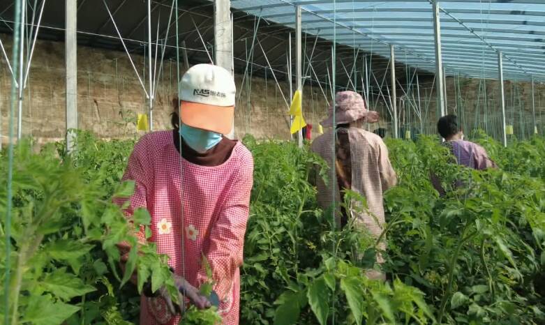 潍坊市坊子区：15元一斤的头茬西红柿丰收在望 品牌农业让村民生活更“甜”
