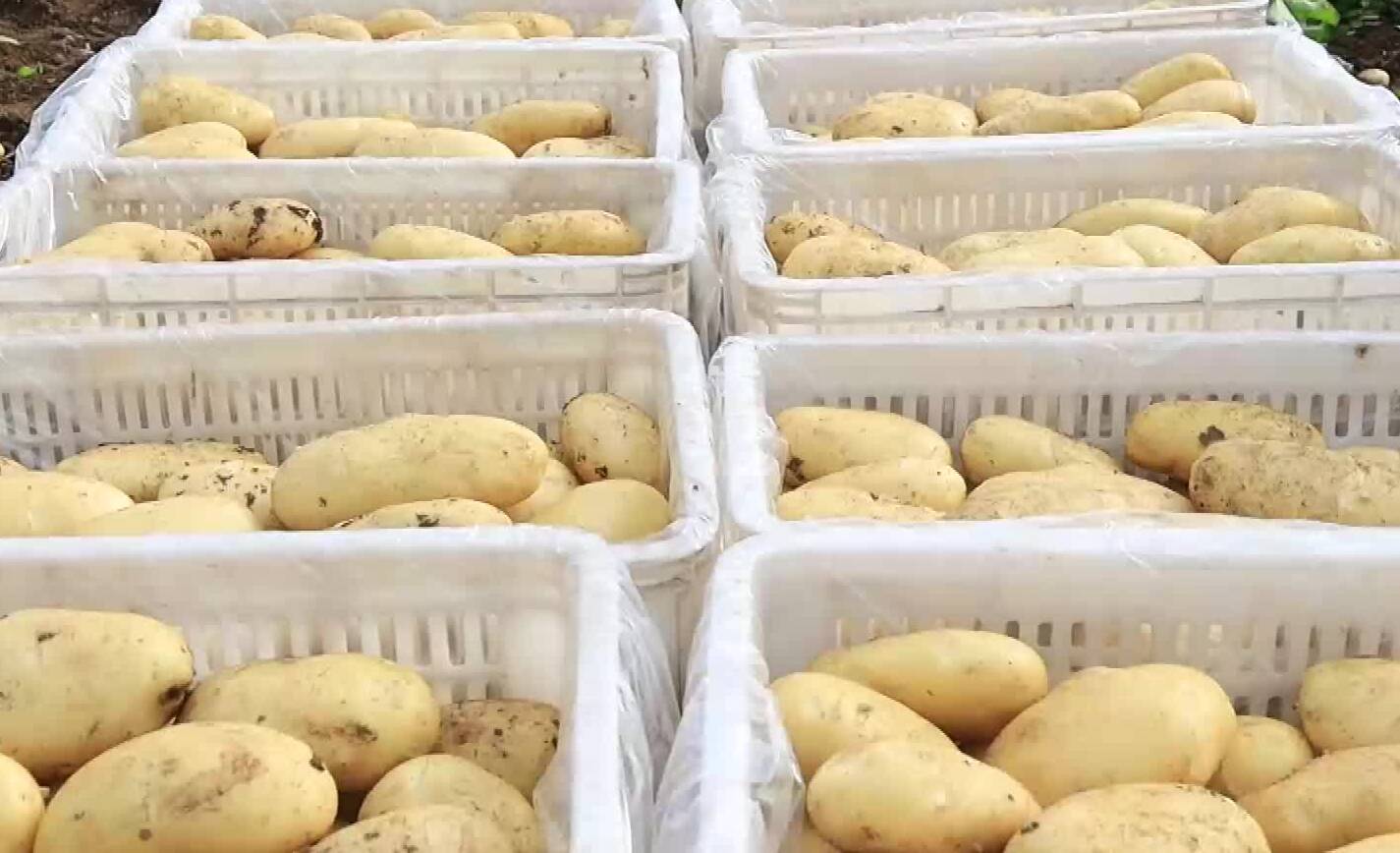 枣庄峄城巧打时间差  1.3万亩鲜薯“抢鲜”上市