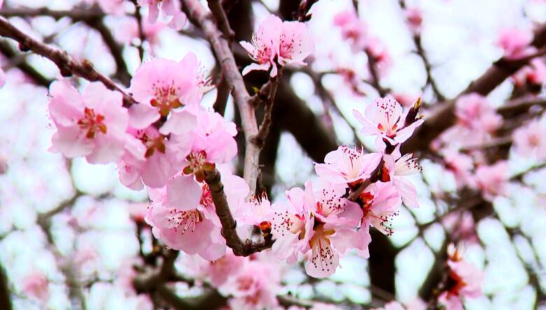 点点飞红，艳如少女！快来潍坊市人民公园赏桃花吧