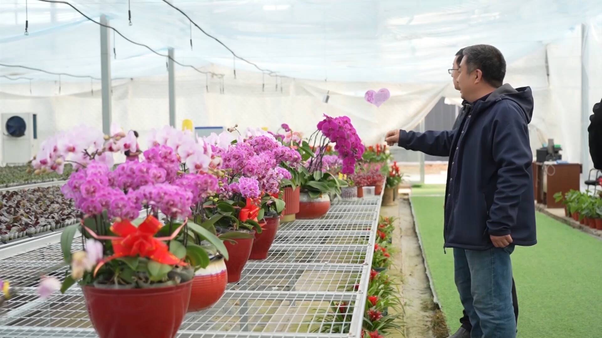临沂：花卉产业绽放“美丽经济”为乡村振兴“添香增色”