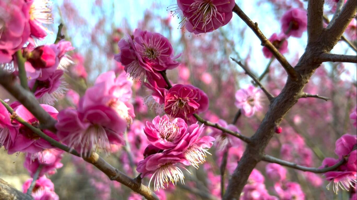 济南：满园春色关不住 朵朵梅花报春来